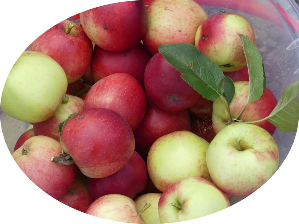 Böhmischer Roter Jungfernapfel