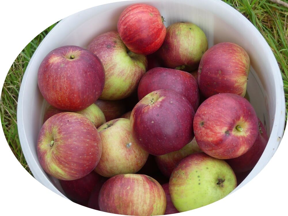 Verwechsler Roter Fresquin