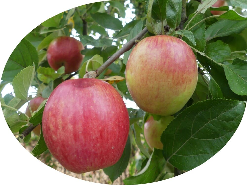 Schöner vom Lindenhaus 