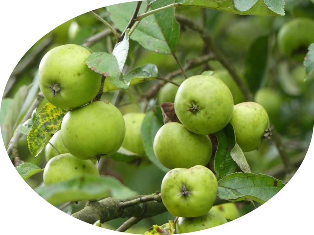 Wildapfel