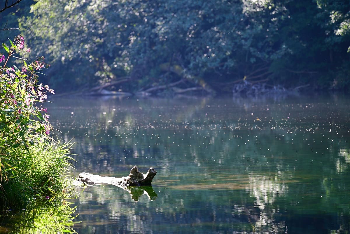 Fotos eines Sees, in dem ein Stock schwimmt