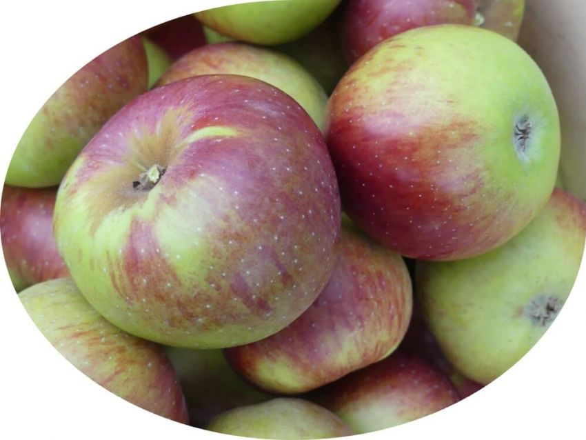 Pollinger Klosterapfel