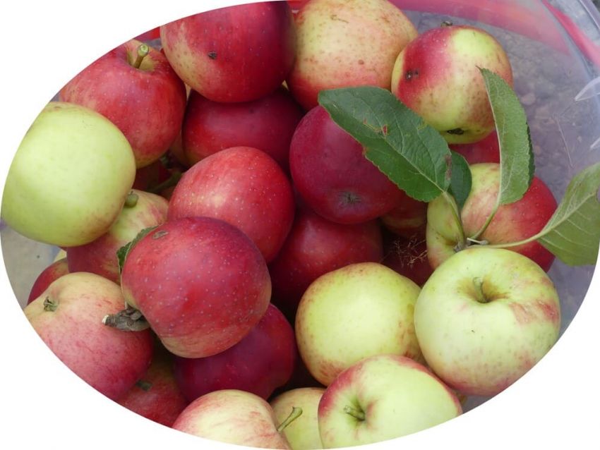 Böhmischer Roter Jungfernapfel 