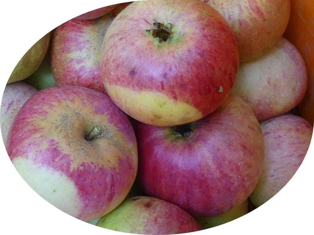 Schöner vom Winkelsen